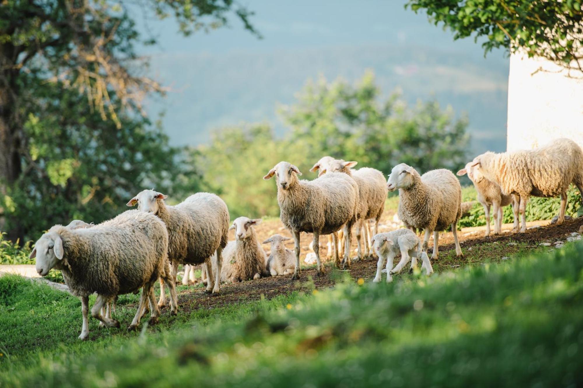 Eco Tourist Farm Ravnjak Slovenj Gradec Eksteriør billede